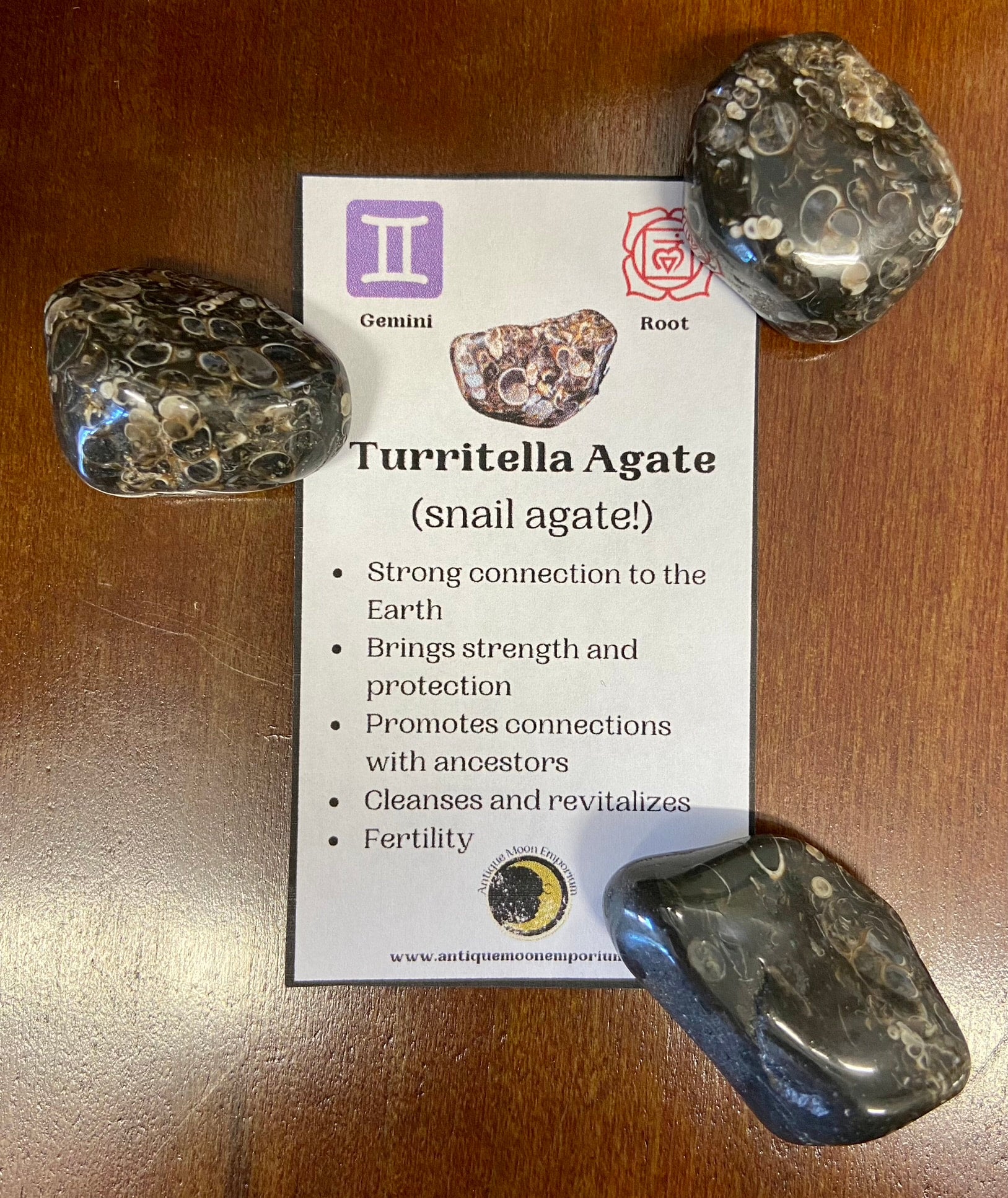 Turritella Agate